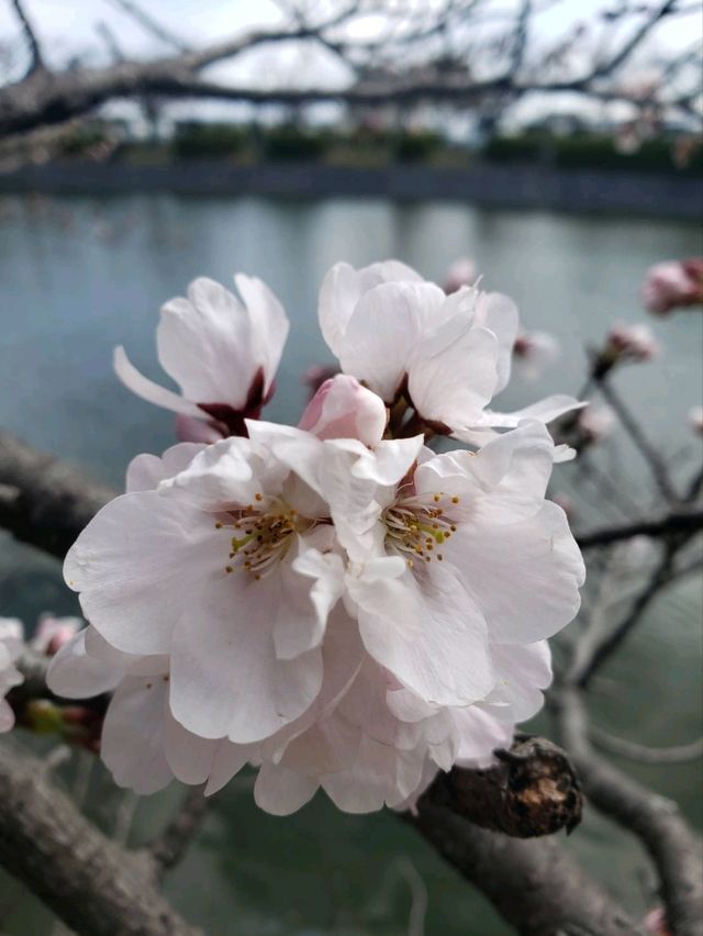 【三重】九華公園