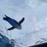【東京/池袋🇯🇵】空飛ぶ水族館🦭サンシャイン水族館