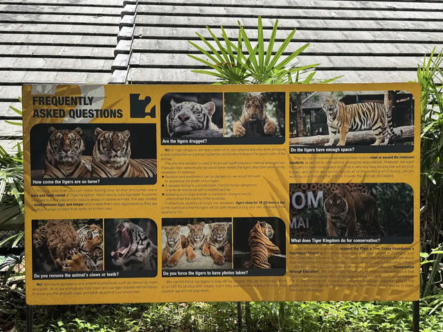 Tiger kingdom in phuket