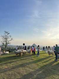 คาเฟ่  ฟาร์มแกะในเมืองเชียงราย ABONZO