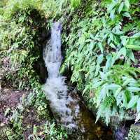 頂湖社區-草山瀑布-猴崁水圳步道-竹子湖歡樂行