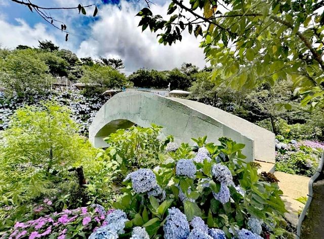 高家繡球花田