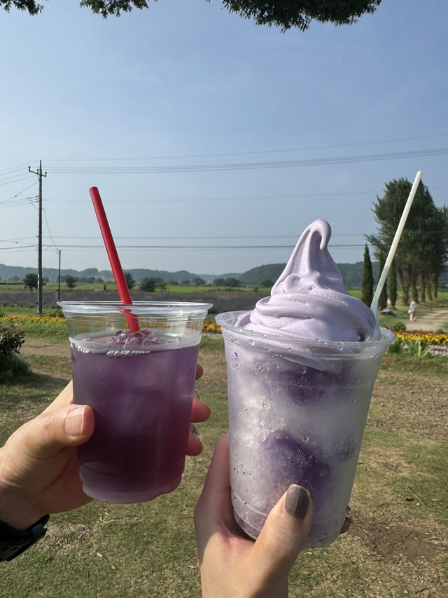 まるで北海道！東京から１時間ちょっとで行ける千葉のラベンダー畑