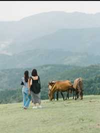 【宮崎】野生馬と灯台の絶景🌊都井岬で非日常の旅へ🐎