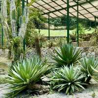 Cactus Nursery at Penang Botanical Garden 