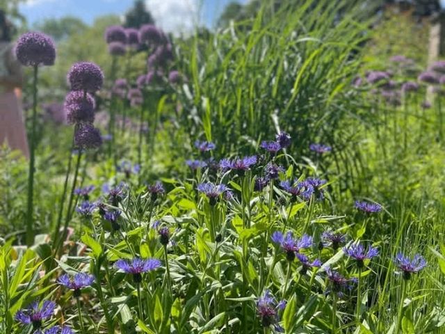 The garden is not in full bloom yet but it’s starting to get pretty with spring flowers