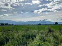🌻✨ Xizhou Fields: A Day of Unexpected Beauty and Breezy Rides