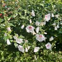사람과 자연이 교감할 수 있는 곳, 경기 광주 화담숲 🌿