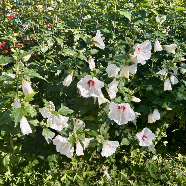 사람과 자연이 교감할 수 있는 곳, 경기 광주 화담숲 🌿