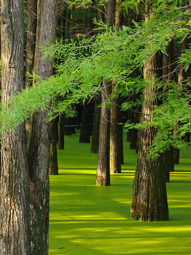 🌿ป่าในน้ำชิงซานหู เมืองหางโจว🌿