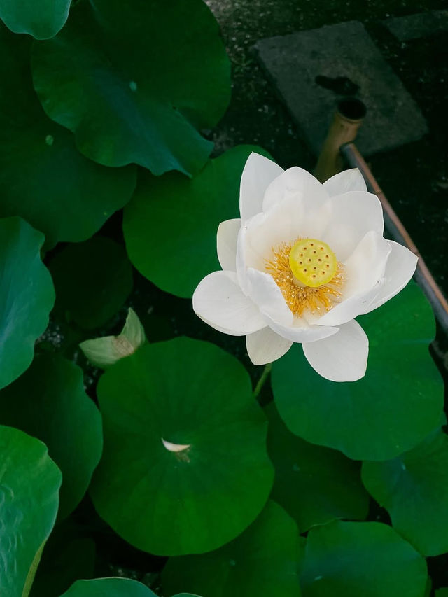 【天龍寺】心を整える禅の世界🌿嵐山の静寂に包まれる癒しの時間