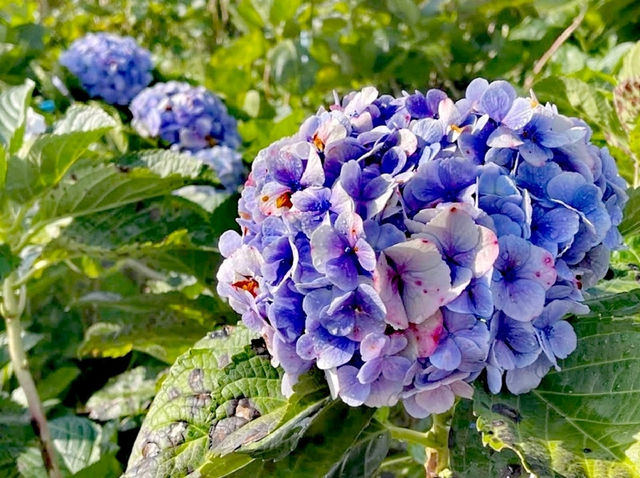 坤通迪花園