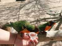 Rooster Cogburn Ostrich Ranch|圖森必玩餵食動物趣味攻略