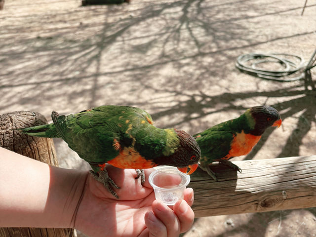 Rooster Cogburn Ostrich Ranch|圖森必玩餵食動物趣味攻略 Rooster Cogburn Ostrich Ranch|圖森必玩餵食動物趣味攻略