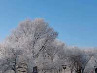 Rime Ice Wonderland