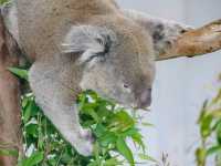 สวนสัตว์ไทเป Taipei Zoo 