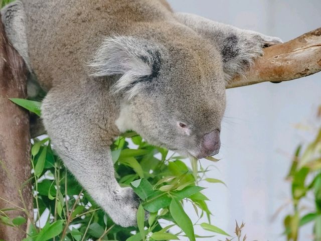 สวนสัตว์ไทเป Taipei Zoo 
