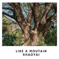 🏔️ Like A Mountain – คาเฟ่มินิมอลในโอบกอดธรรมชาติ
