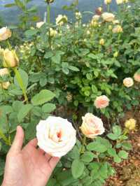 สวนกุหลาบสุดโรแมนติก ชิดขอบฟ้า~ เชียงใหม่