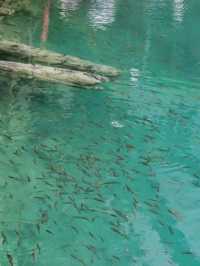 Crystal Lakes and Living Legends: The Magic of Jiuzhaigou