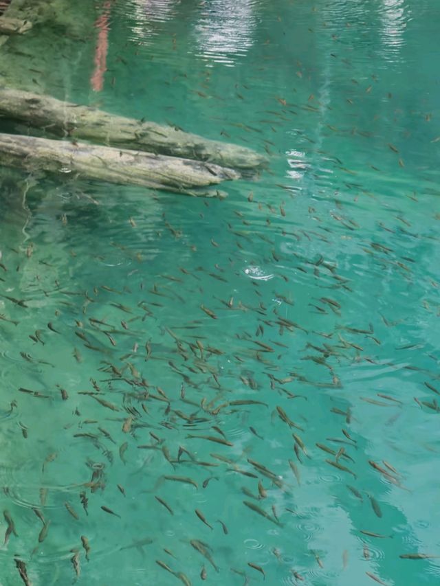 Crystal Lakes and Living Legends: The Magic of Jiuzhaigou