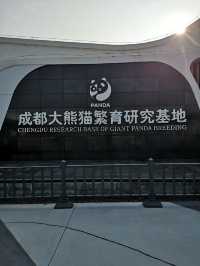 A Day with Pandas: Visiting the Chengdu Research Base of Giant Panda Breeding