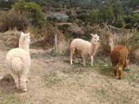 Cobblestone Charms and Cultural Treasures of Cusco City