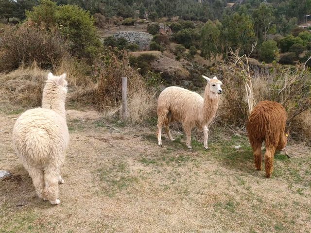 Cobblestone Charms and Cultural Treasures of Cusco City