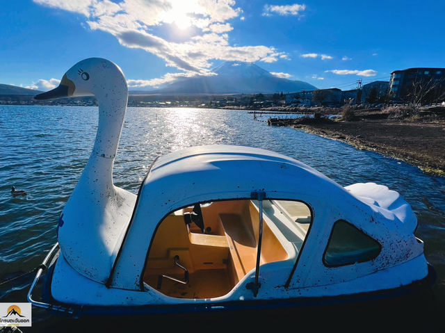 Swan Lake ที่ Lake Yamanakako