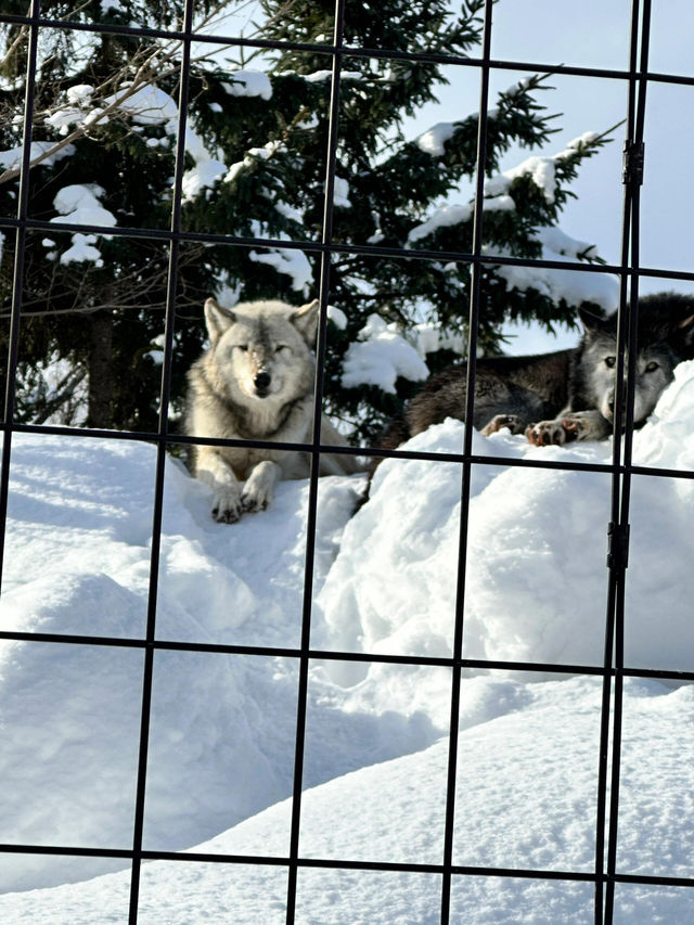 【旭川動物園｜北海道的雪國奇趣樂園】