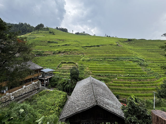 Rice Terrace Dream🌾