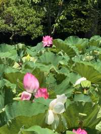 鐮倉｜不只櫻花季絕美 在荷花最美季節造訪鶴岡八幡宮