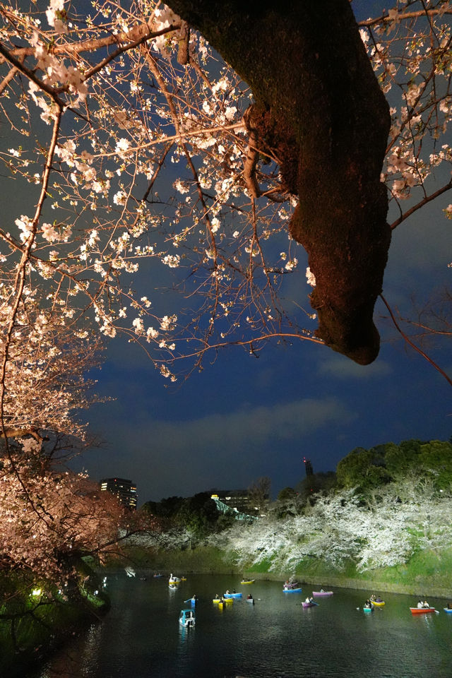 千鳥淵夜櫻介紹