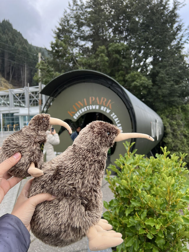 ไปดูนกกีวี่ ไอคอนของนิวซีแลนด์ตัวจริงที่ Kiwi Park