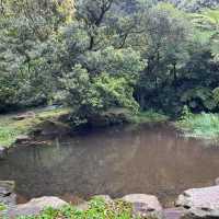🌸⛰️ Yangming Park – The Heart of Yangmingshan 🌳✨