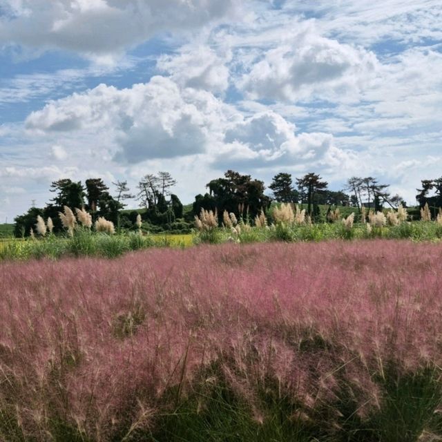 청산수목원, 태안 바닷길 속 숲의 쉼터 🌿