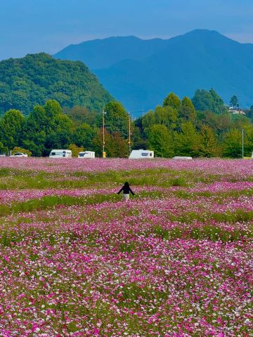 Chungcheong Province's largest cosmos field, Chungju's cosmos attraction✨