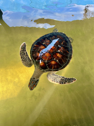Kosgoda Turtles💚