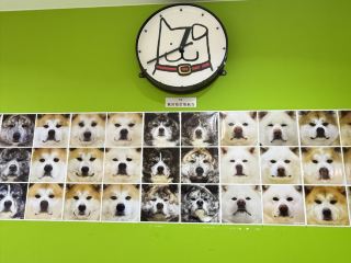 [อาคิตะ] บ้านของสุนัขพันธุ์อาคิตะ!