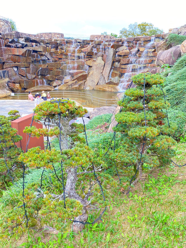 ┃香川県まんのう町┃秋限定の花畑コスモス