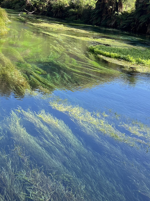 💙 Blue Spring: Earth’s Liquid Crystal in Pure NZ! 🌿