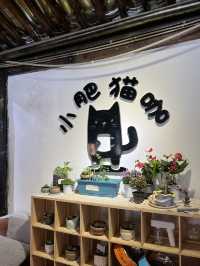 Cat Café Hideaway in Lijiang Old Town 