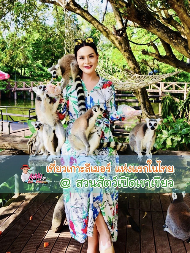 🌟ชมความน่ารักของ”ฝูงลีเมอร์หางแหวน“ แห่งแรกในไทย