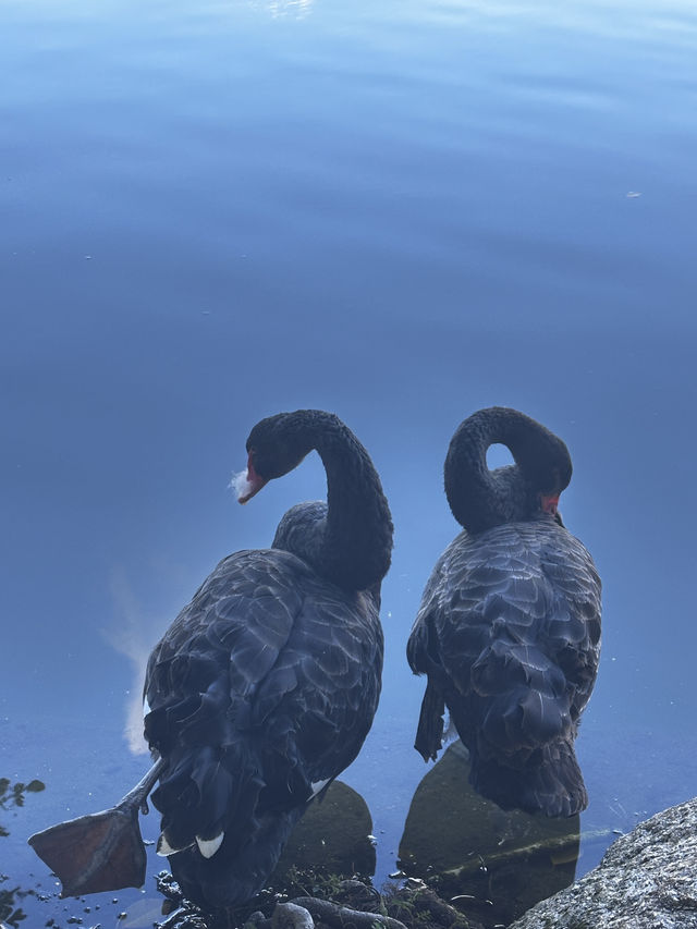 珠海圓明新園1:1