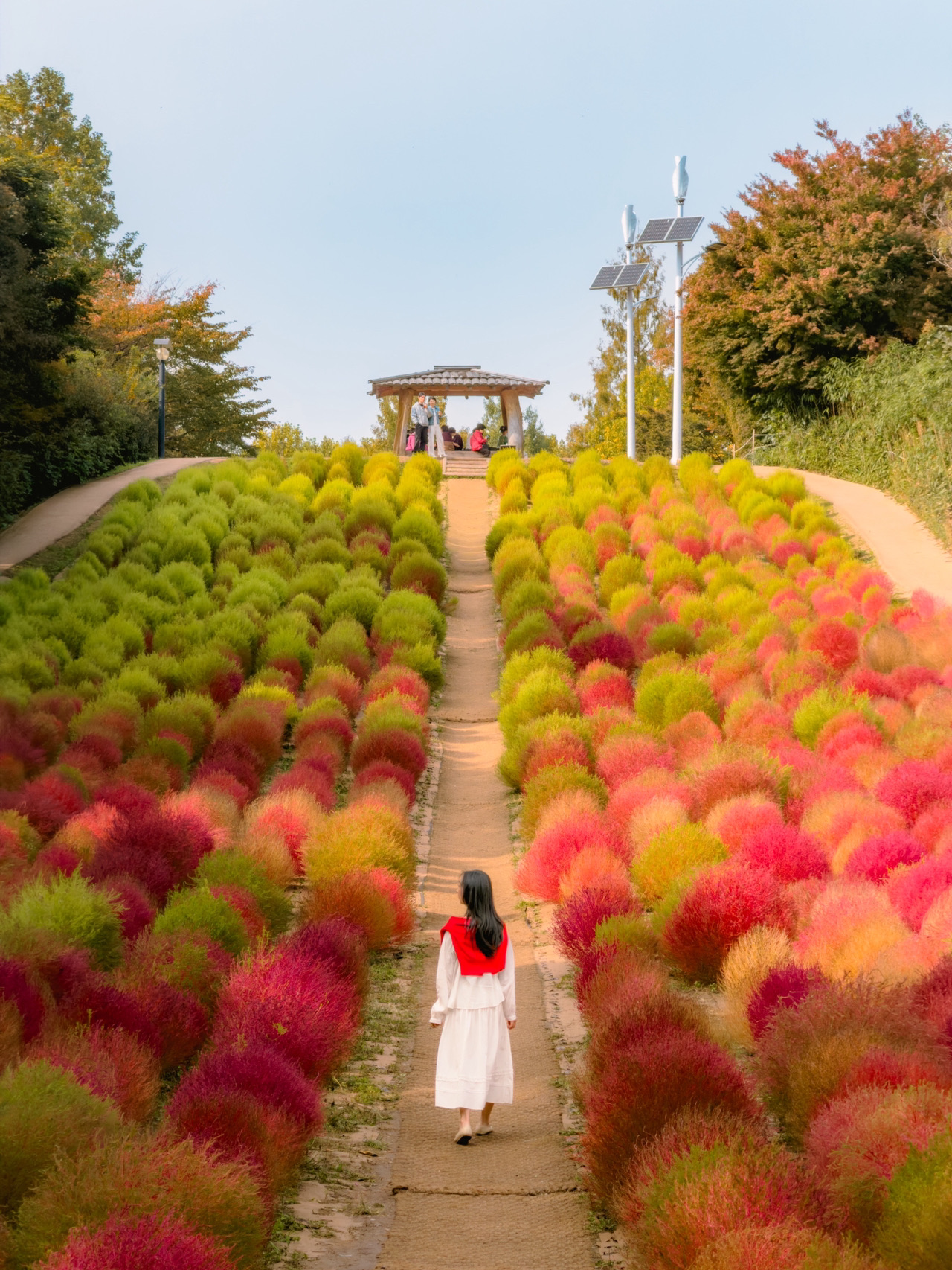 Currently, the Wildflower Hill at Olympic Park is turning pink with Kochia Scoparia✨

The lower Kochia Scoparia has turned quite red, while the upper part is still green!
The mix of colors makes it even more beautiful right now🌈

There's also a ginkgo tree path along Wiryeseong-gil near Wildflower Hill, and it's turning yellow!
Before it gets colder, enjoy the autumn weather and visit Olympic Park this weekend🍂

📌Visit Date: October 30, 2025

📍Olympic Park Wildflower Hill
▫️424 Olympic-ro, Songpa-gu, Seoul
▫️Open all day
▫️Parking available (Park near the Korea Institute of Sport Science at the South Gate 2 parking lot, and Wildflower Hill is right in front. 600 KRW per 10 minutes)
