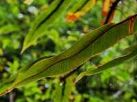 Forest Bathing at Doi Inthanon: Chill Vibes + Epic Scenery