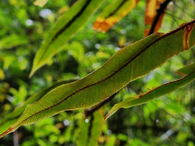 Forest Bathing at Doi Inthanon: Chill Vibes + Epic Scenery
