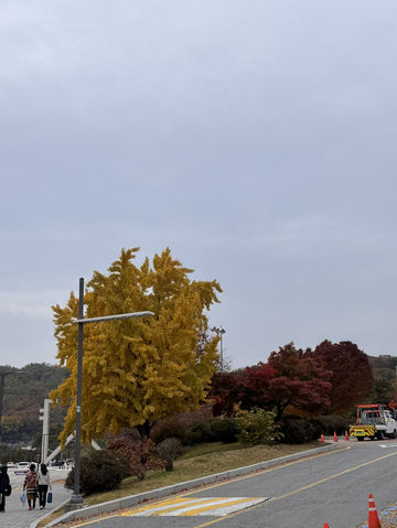 Beauty of K-Autumn 🥹