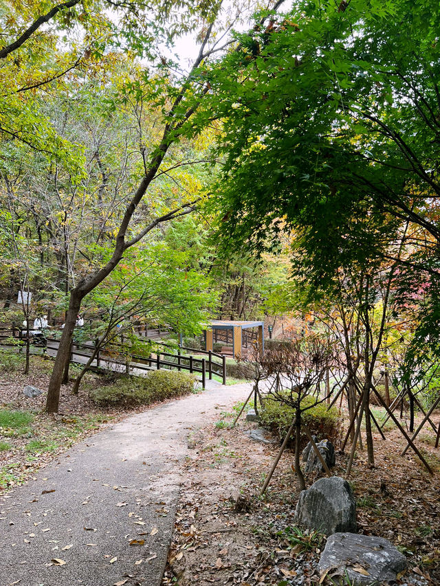 🌳🍁숲길에서