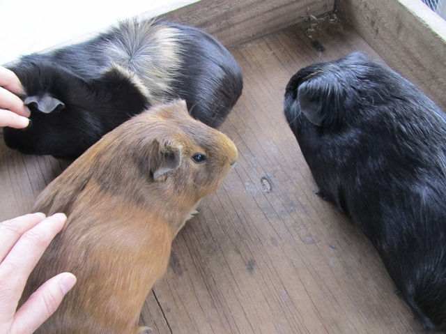 地下星河/懷託摩螢火蟲洞